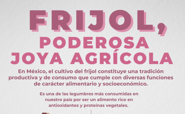 Frijol: el mejor aliado de la alimentación